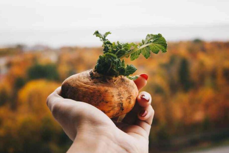 Comment bouturer un rosier avec des pommes de terre et de l’eau
